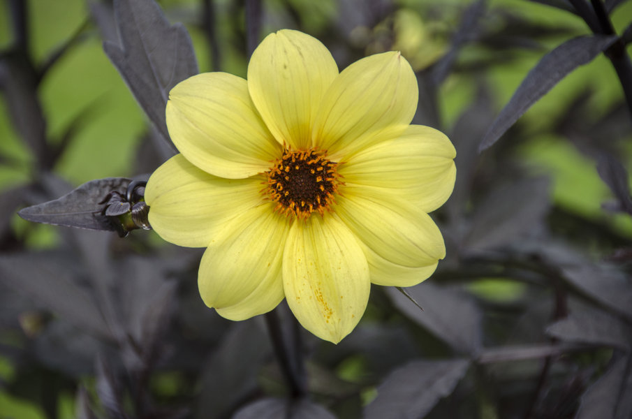 Flor amarilla - Oslo - Noruega